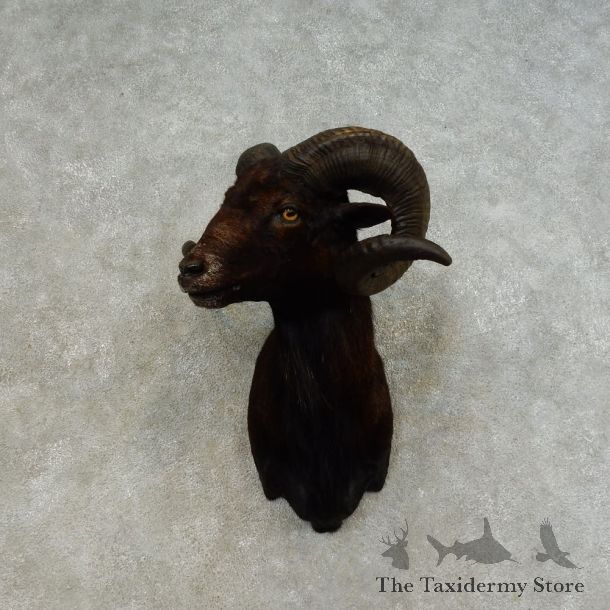 Corsican Ram Shoulder Mount For Sale #16460 @ The Taxidermy Store