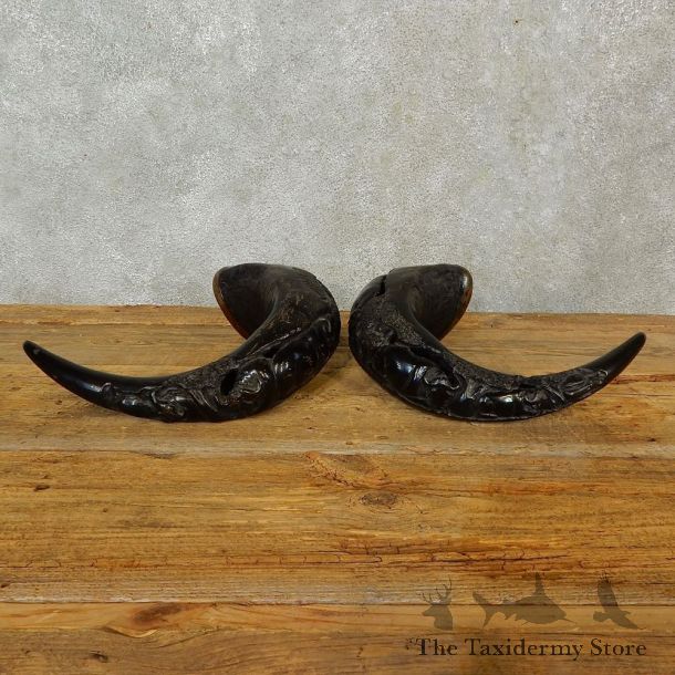 Carved Cape Buffalo Horns For Sale #16553 @ The Taxidermy Store