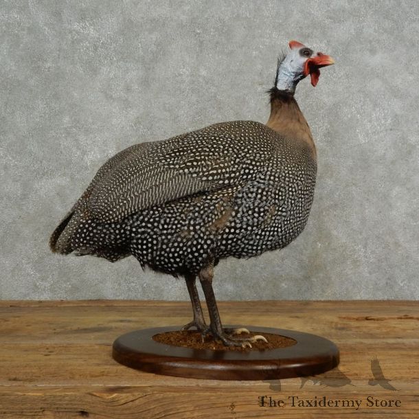 Guineafowl Bird Mount For Sale #16696 @ The Taxidermy Store
