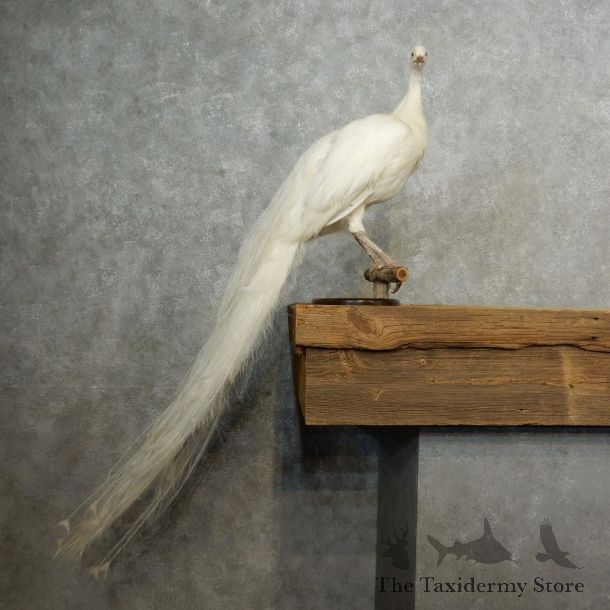 White Peacock Bird Mount For Sale #16699 @ The Taxidermy Store