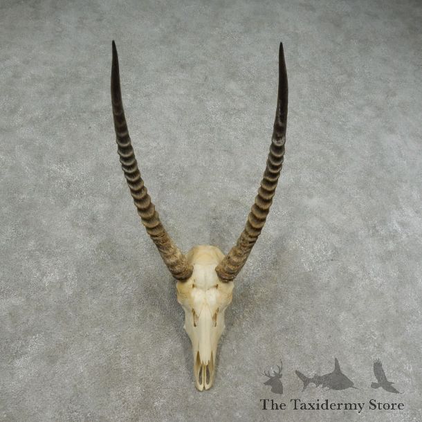 Common Waterbuck Shoulder Mount For Sale #16705 @ The Taxidermy Store