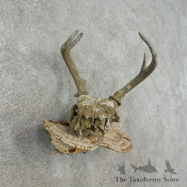 Whitetail Deer Skull & Antler Rustic Mount For Sale #16731 @ The Taxidermy Store