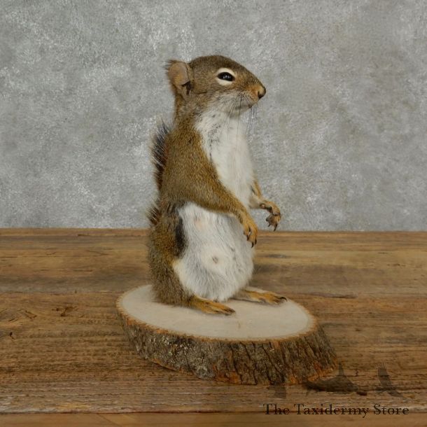 Red Squirrel Life-Size Mount For Sale #16785 @ The Taxidermy Store