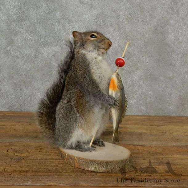 Fishing Squirrel Novelty Mount For Sale #16792 @ The Taxidermy Store