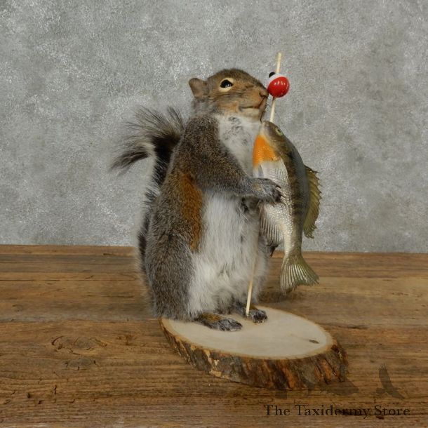 Fishing Squirrel Novelty Mount For Sale #16793 @ The Taxidermy Store