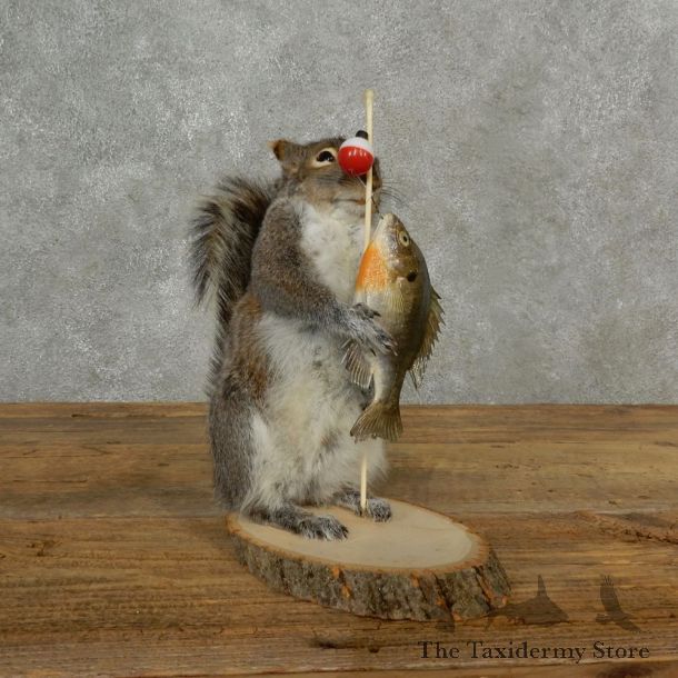 Fishing Squirrel Novelty Mount For Sale #16794 @ The Taxidermy Store