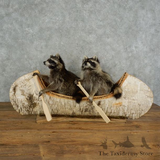 Canoeing Raccoons Novelty Mount For Sale #16847 @ The Taxidermy Store