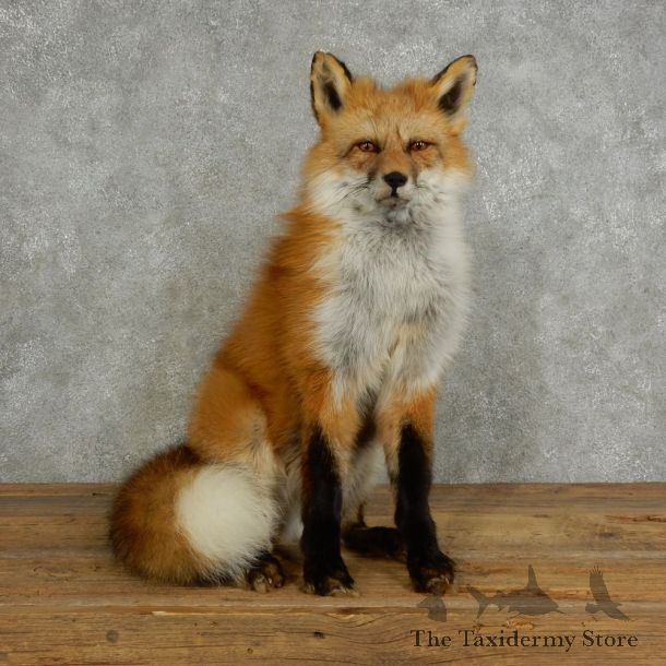 Red Fox Life-Size Mount For Sale #17039 @ The Taxidermy Store
