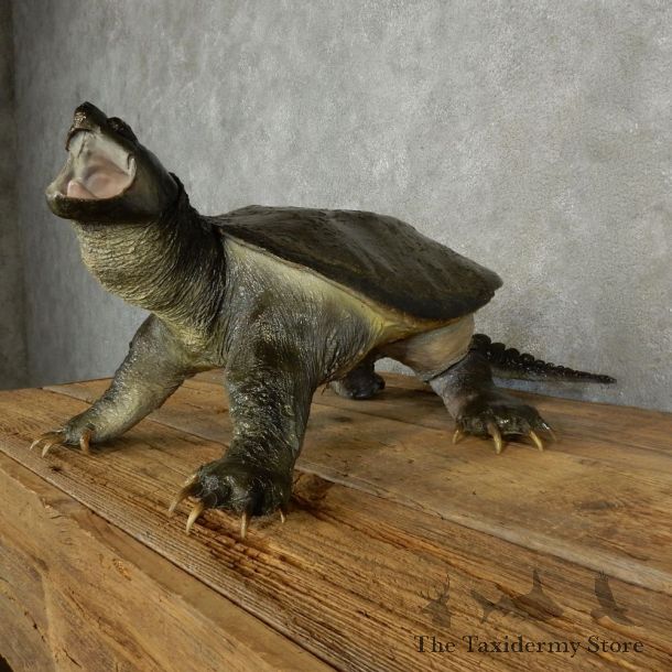Snapping Turtle Taxidermy Mount For Sale - #17050