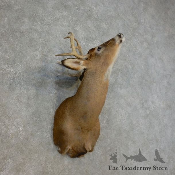 Whitetail Deer Taxidermy Shoulder Mount For Sale #17268 @ The Taxidermy Store