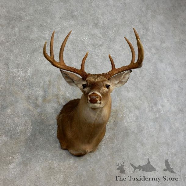 Whitetail Deer Shoulder Mount For Sale #17270 @ The Taxidermy Store