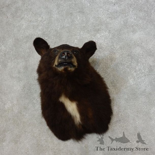 Black Bear Shoulder Mount For Sale #17271 @ The Taxidermy Store