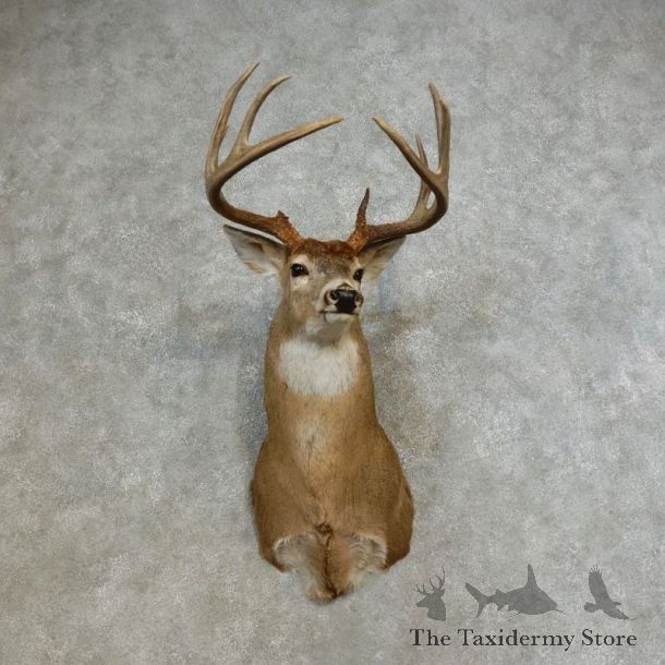Whitetail Deer Shoulder Mount For Sale #17276 @ The Taxidermy Store