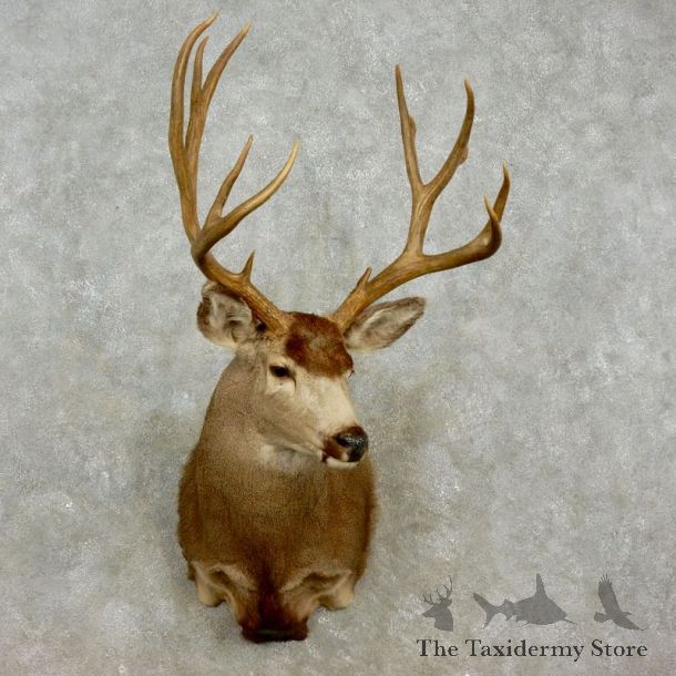 Mule Deer Shoulder Mount For Sale #17288 @ The Taxidermy Store