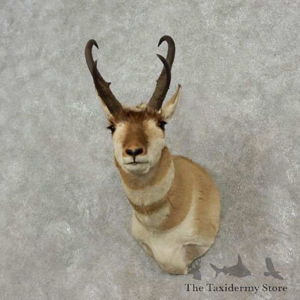 Pronghorn Antelope Shoulder Mount For Sale #17289 @ The Taxidermy-Store