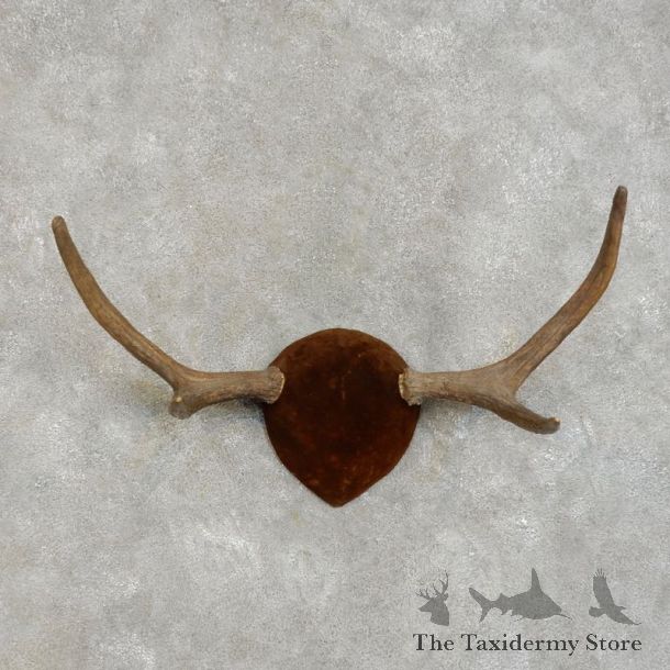 Moose Antler Plaque For Sale #17294 @ The Taxidermy Store