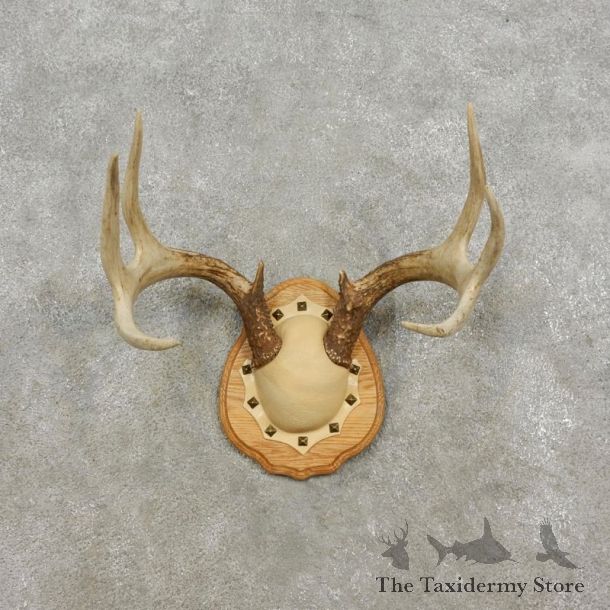 Whitetail Deer Antler Plaque Mount For Sale #17295 @ The Taxidermy Store
