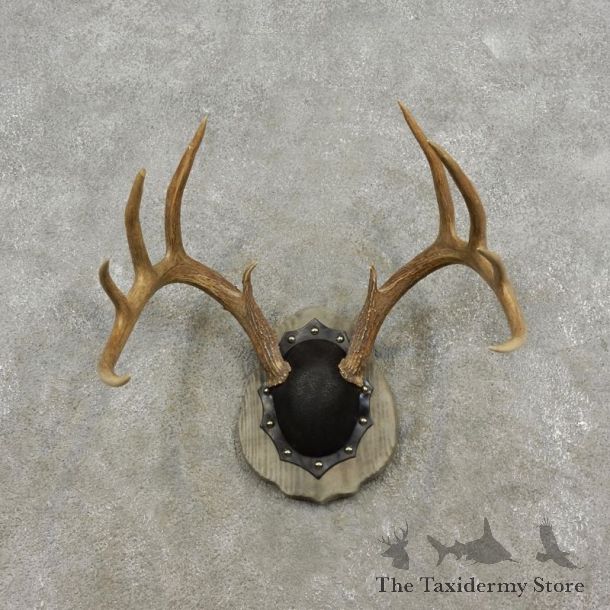 Whitetail Deer Antler Plaque Mount For Sale #17296 @ The Taxidermy Store