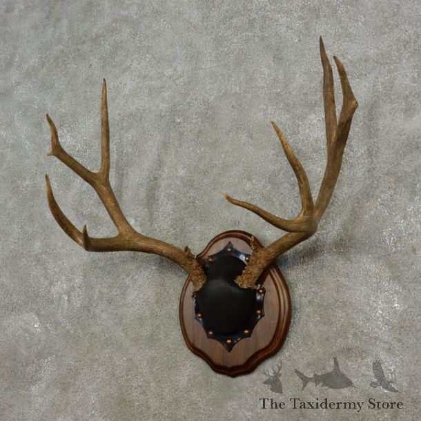 Mule Deer Taxidermy European Antler Plaque #17302 For Sale @ The Taxidermy Store