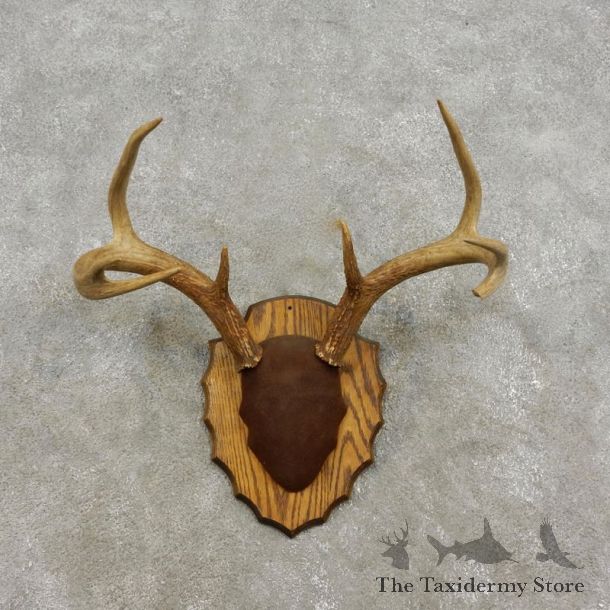 Whitetail Deer Antler Plaque Mount For Sale #17310 @ The Taxidermy Store