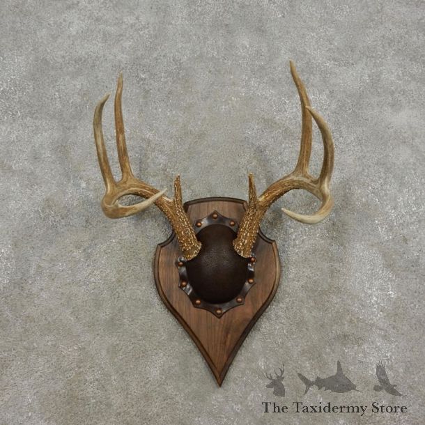 Whitetail Deer Antler Plaque Mount For Sale #17312 @ The Taxidermy Store