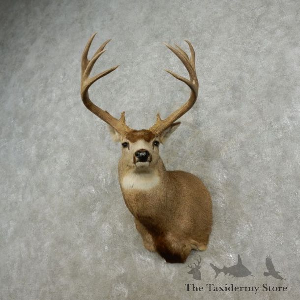 Mule Deer Shoulder Mount For Sale #17322 @ The Taxidermy Store