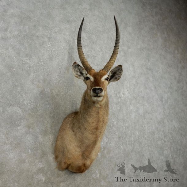 African Waterbuck Shoulder Mount #17334 For Sale @ The Taxidermy Store