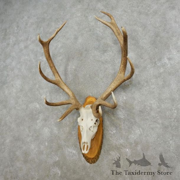Red Deer Stag Skull European Mount For Sale #17363 @ The Taxidermy Store