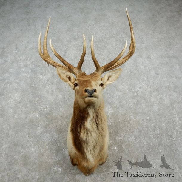 Rocky Mountain Elk Shoulder Mount For Sale #17368 @ The Taxidermy Store