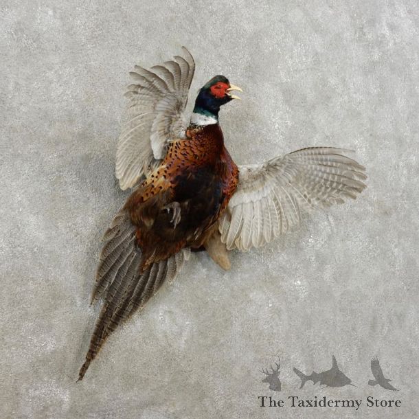 Ringneck Pheasant Bird Mount For Sale #17371 @ The Taxidermy Store