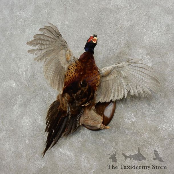 Ringneck Pheasant Bird Mount For Sale #17373 @ The Taxidermy Store