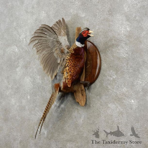 Ringneck Pheasant Bird Mount For Sale #17374 @ The Taxidermy Store