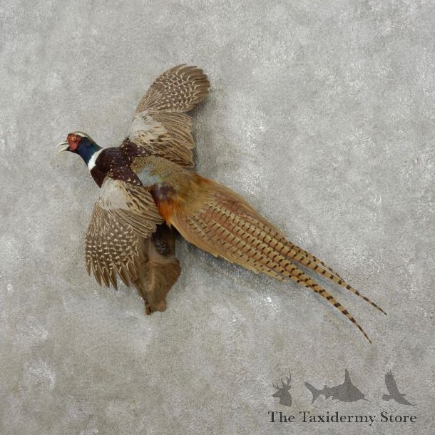 Ringneck Pheasant Bird Mount For Sale #17375 @ The Taxidermy Store