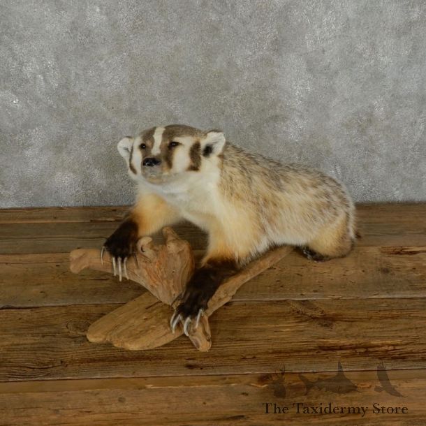 American Badger Life-Size Mount For Sale #17389 @ The Taxidermy Store
