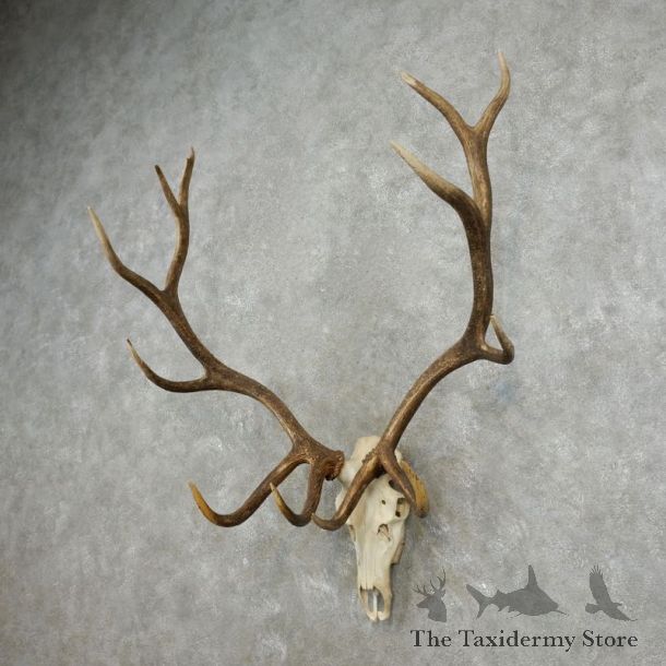 Rocky Mountain Elk Skull European Mount For Sale #17393 @ The Taxidermy Store