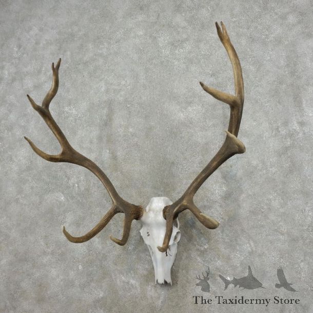 Elk Skull Antler European Mount For Sale #17394 @ The Taxidermy Store