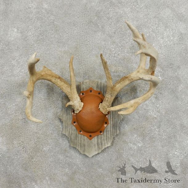 Whitetail Deer Antler Plaque Mount For Sale #17398 @ The Taxidermy Store