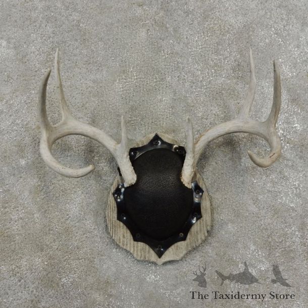 Whitetail Deer Antler Plaque Mount For Sale #17401 @ The Taxidermy Store