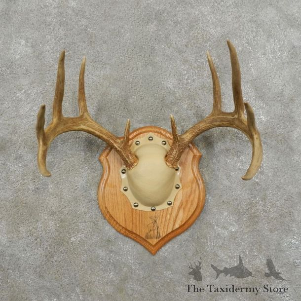 Whitetail Deer Antler Plaque Mount For Sale #17403 @ The Taxidermy Store