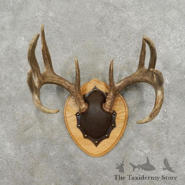 Whitetail Deer Antler Plaque Mount For Sale #17404 @ The Taxidermy Store