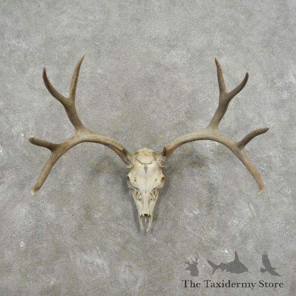 Mule Deer Skull Antler European Mount For Sale #17405 @ The Taxidermy Store