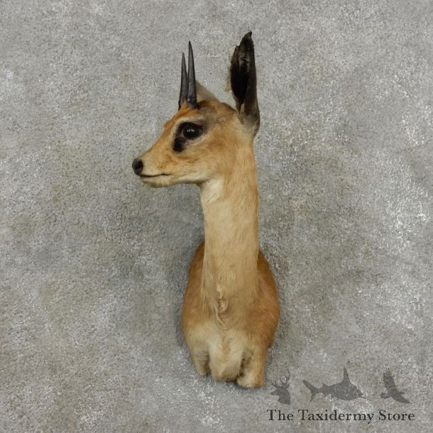 Grysbok Antelope Taxidermy Shoulder Mount For Sale #17409 - The Taxidermy Store