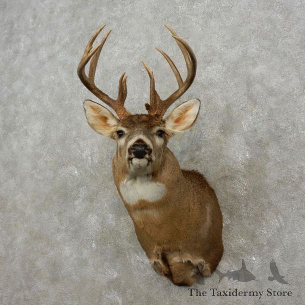 Whitetail Deer Shoulder Mount For Sale #17419 @ The Taxidermy Store