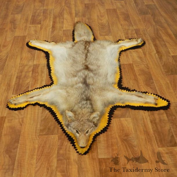 Coyote Rug Taxidermy Mount #17432 For Sale @ The Taxidermy Store