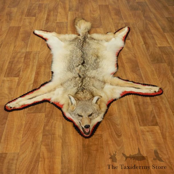 Coyote Rug Taxidermy Mount #17433 For Sale @ The Taxidermy Store