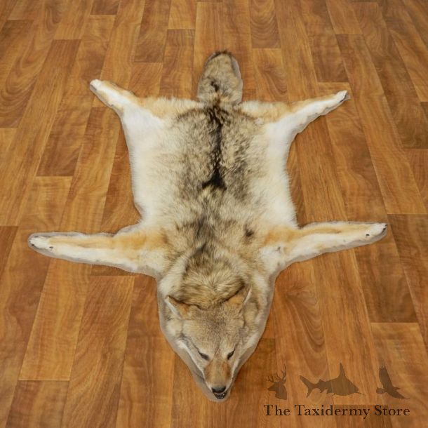 Coyote Rug Taxidermy Mount #17434 For Sale @ The Taxidermy Store