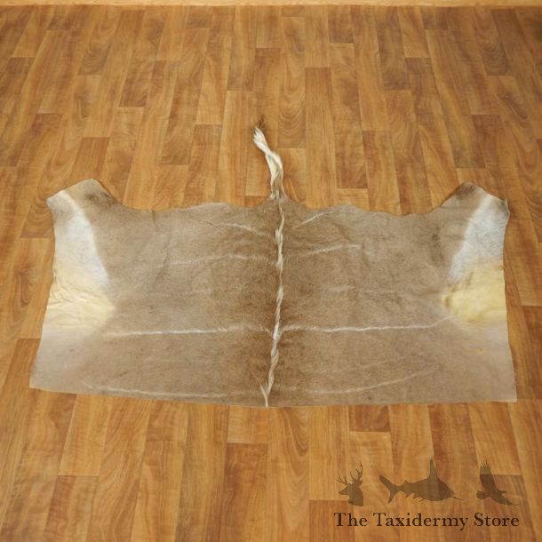 Greater Kudu Hide Taxidermy Skin #17456 For Sale @ The Taxidermy Store