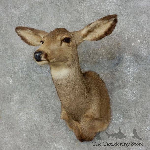 Mule Deer Doe Shoulder Mount For Sale #17471 @ The Taxidermy Store