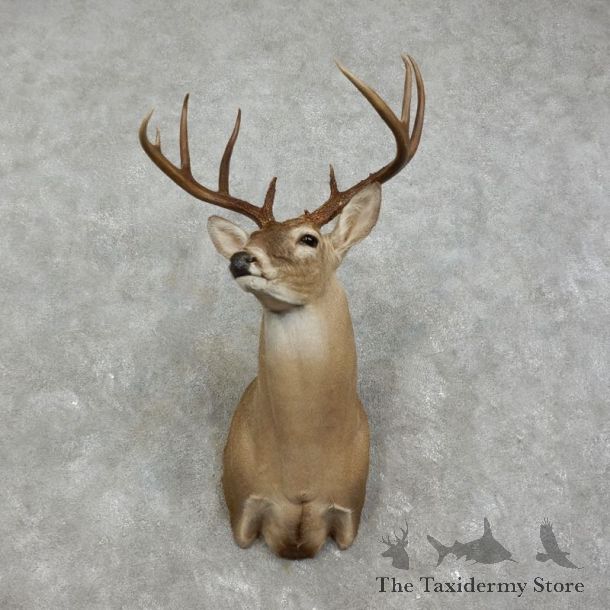 Whitetail Deer Shoulder Mount #17519 For Sale - The Taxidermy Store