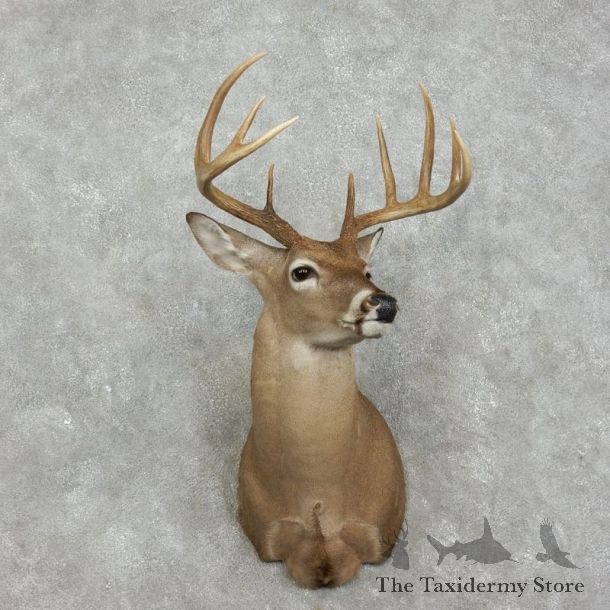 Whitetail Deer Shoulder Mount #17527 For Sale - The Taxidermy Store